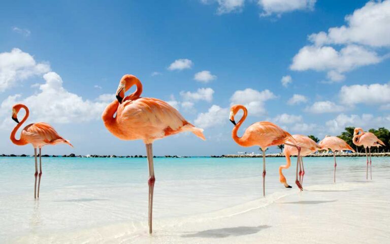 flamingo-beach-aruba