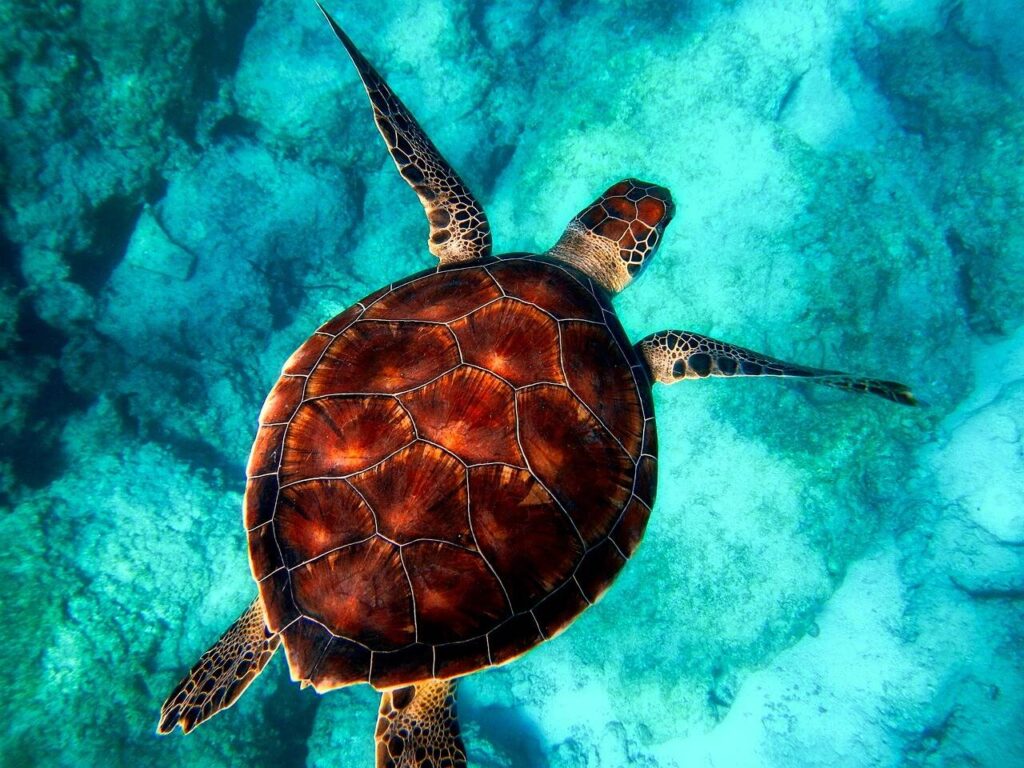 Zeeschildpad tijdens duiken in Aruba